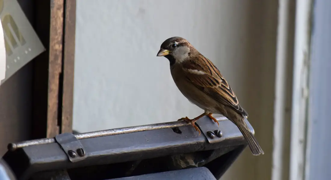 A sparrow perched on an iron part of a printing press